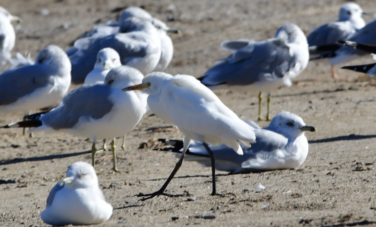 Western Cattle-Egret - ML643850445