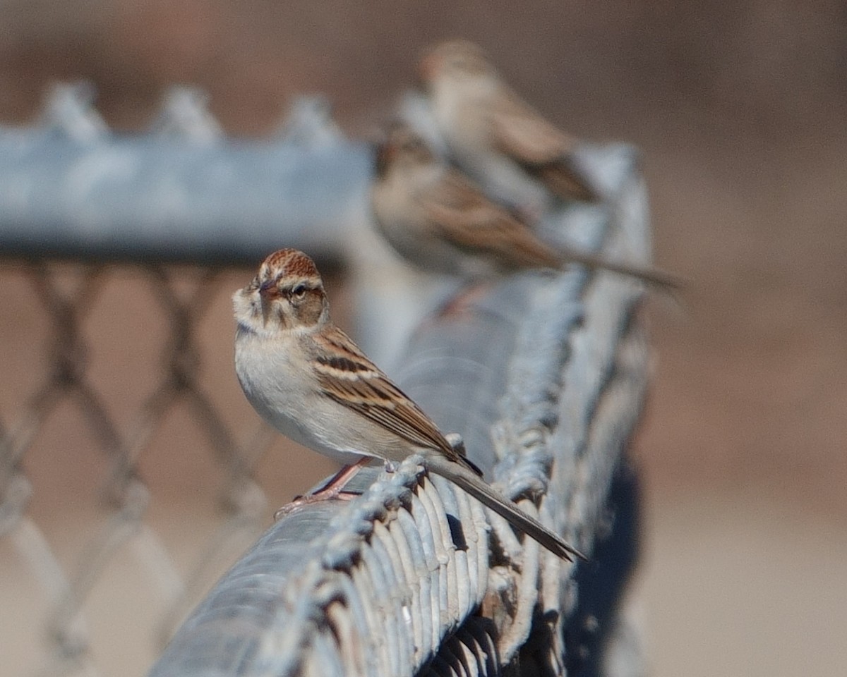 Chipping Sparrow - ML643850450