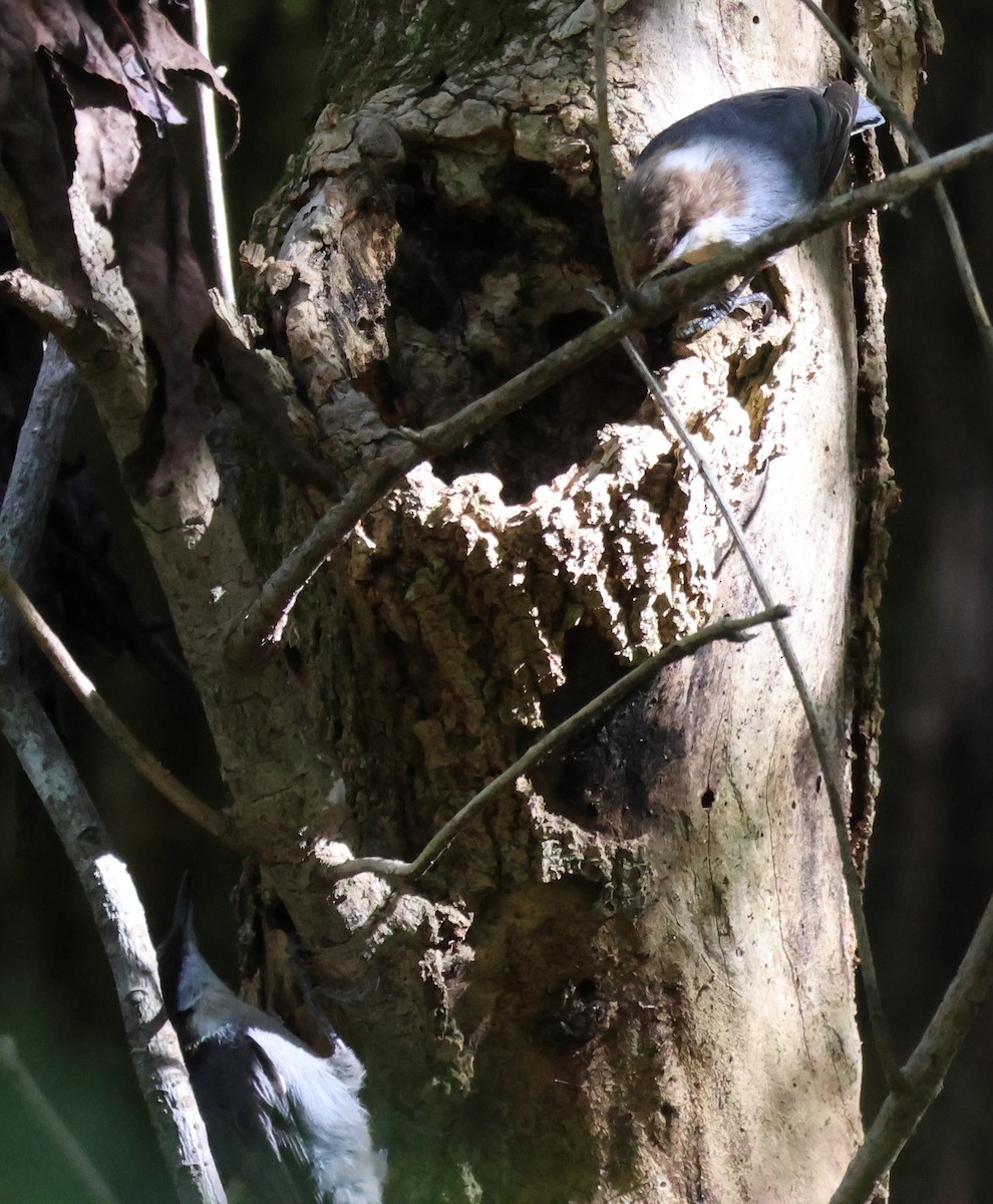 Brown-headed Nuthatch - ML643850461