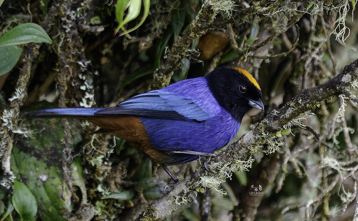 Golden-crowned Tanager - ML643850462