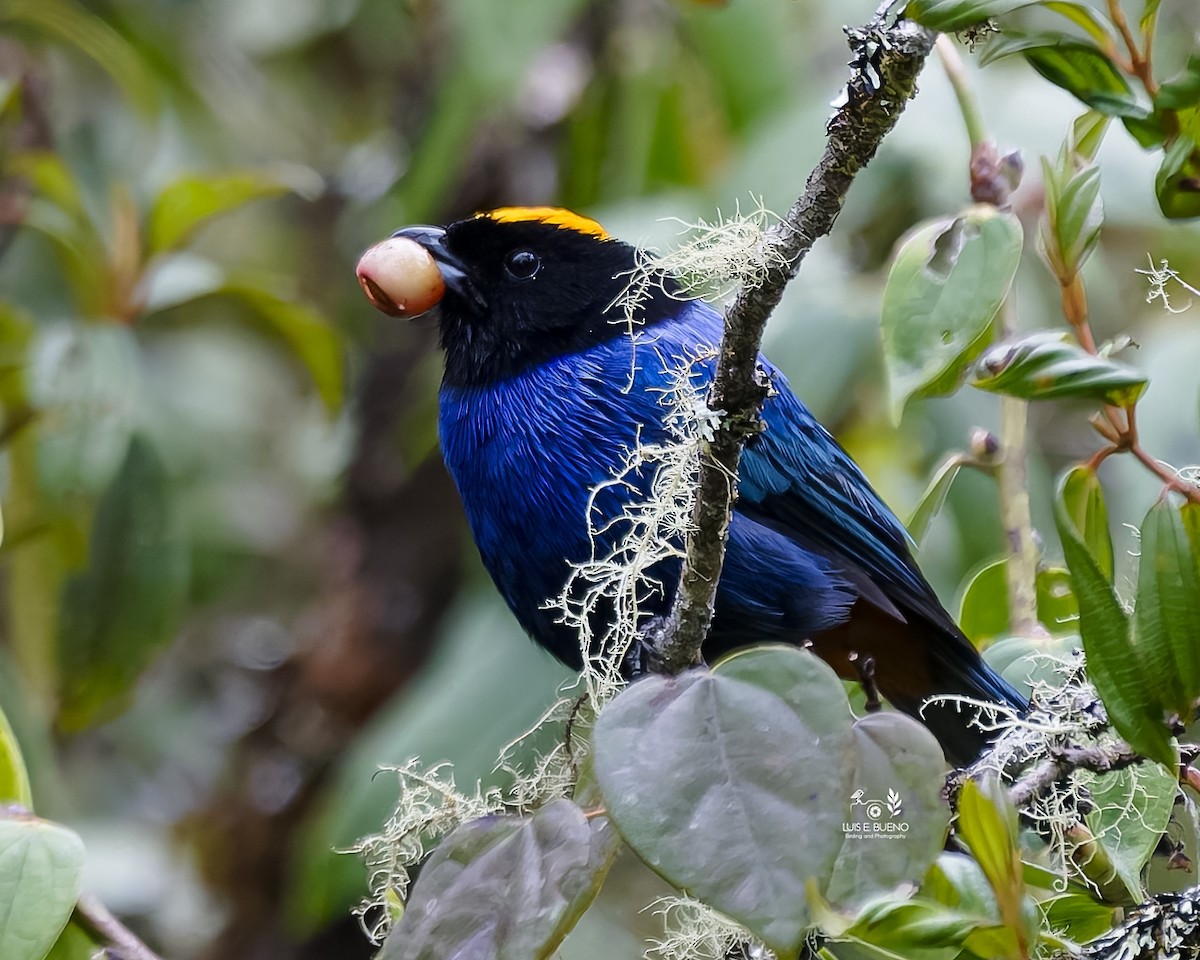 Golden-crowned Tanager - ML643850463