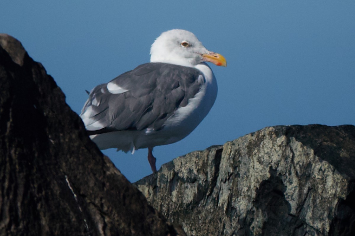 Western Gull - ML643850498