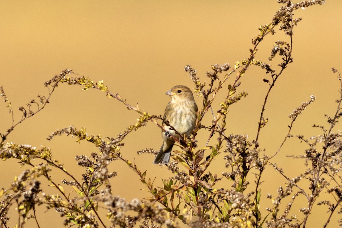 Indigo Bunting - ML643850507