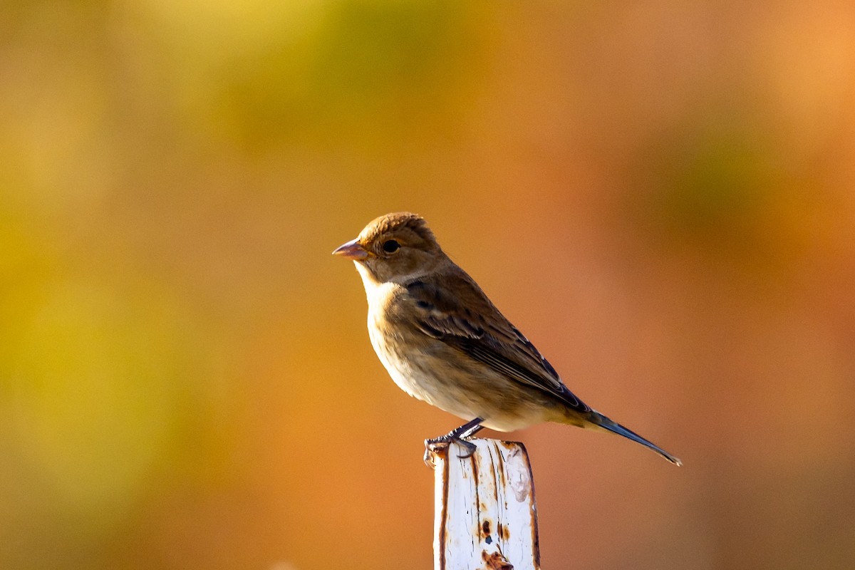 Indigo Bunting - ML643850508