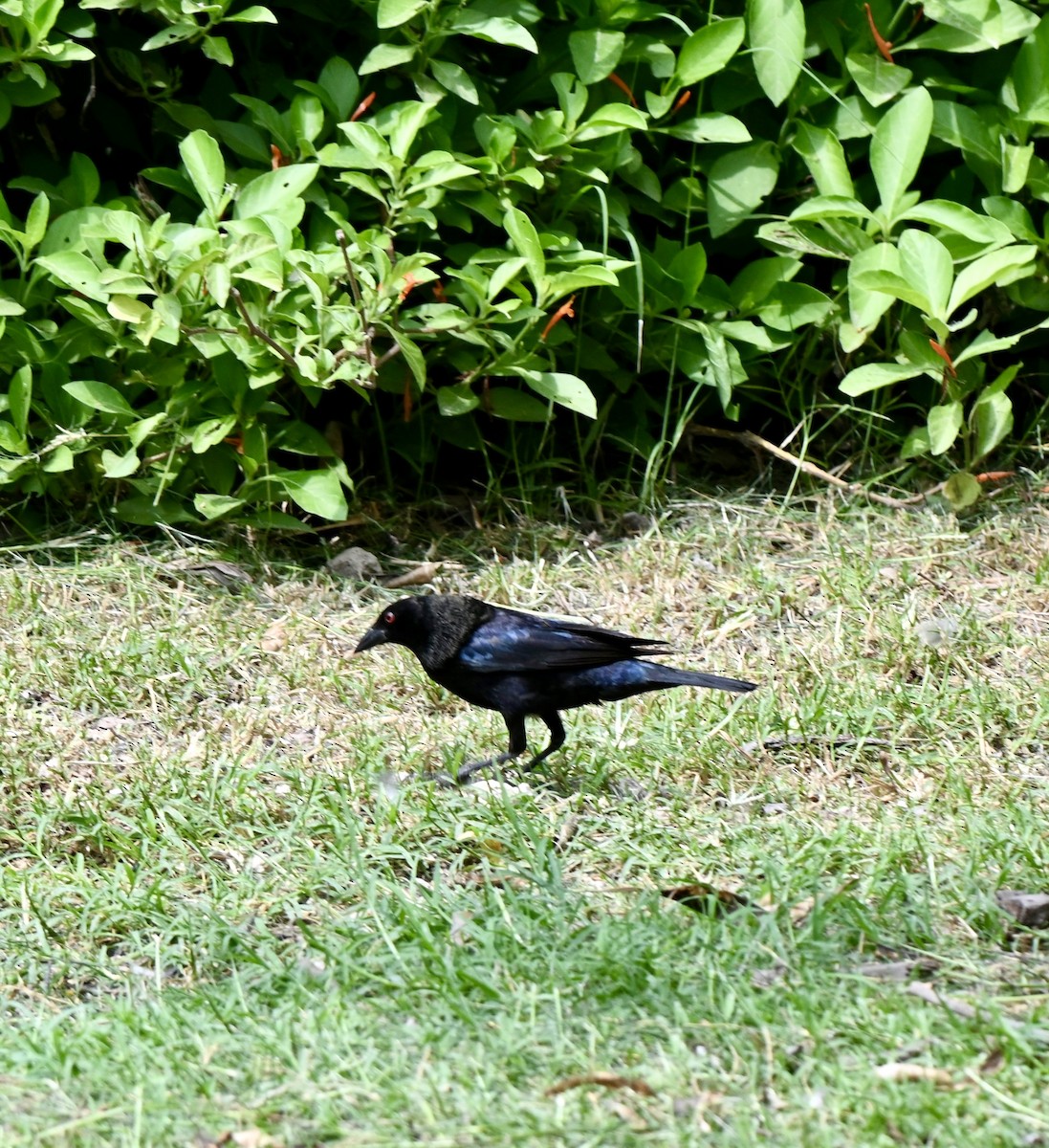 Bronzed Cowbird - ML643850512