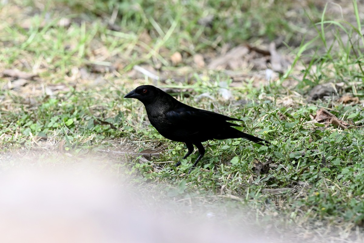 Bronzed Cowbird - ML643850513
