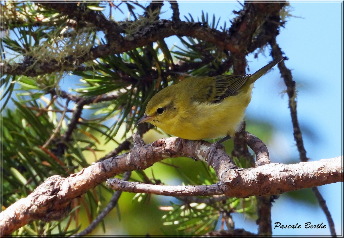 møllparula - ML643850522