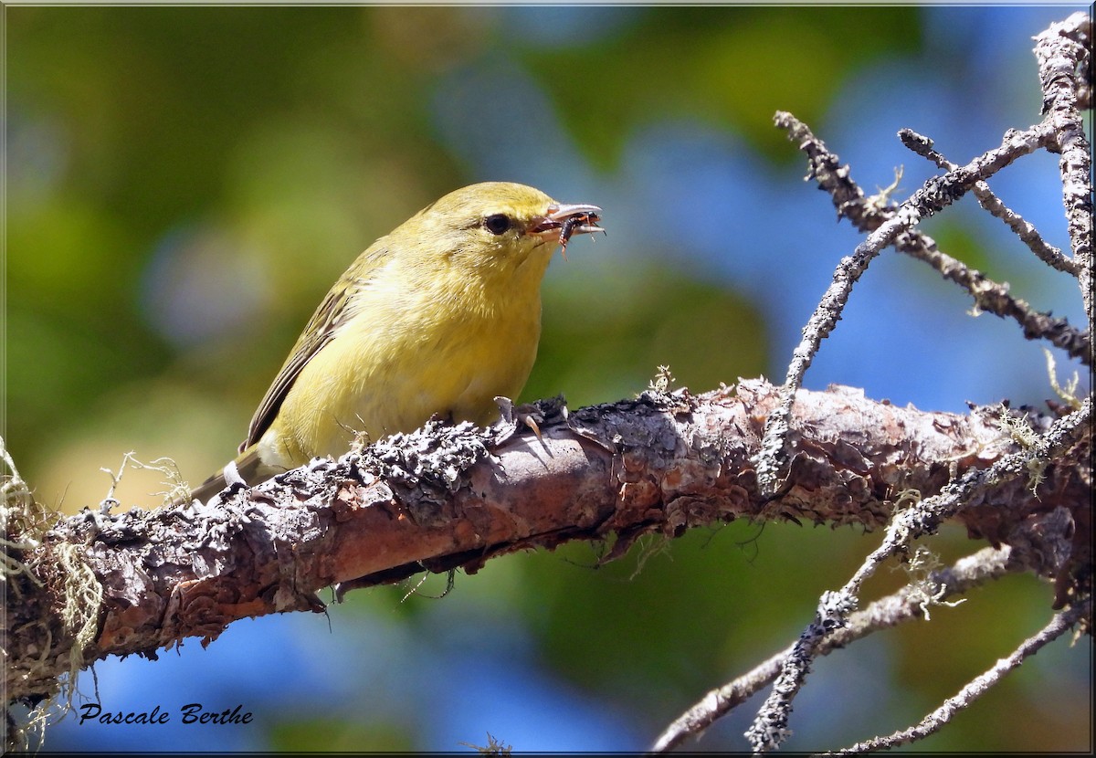 møllparula - ML643850523