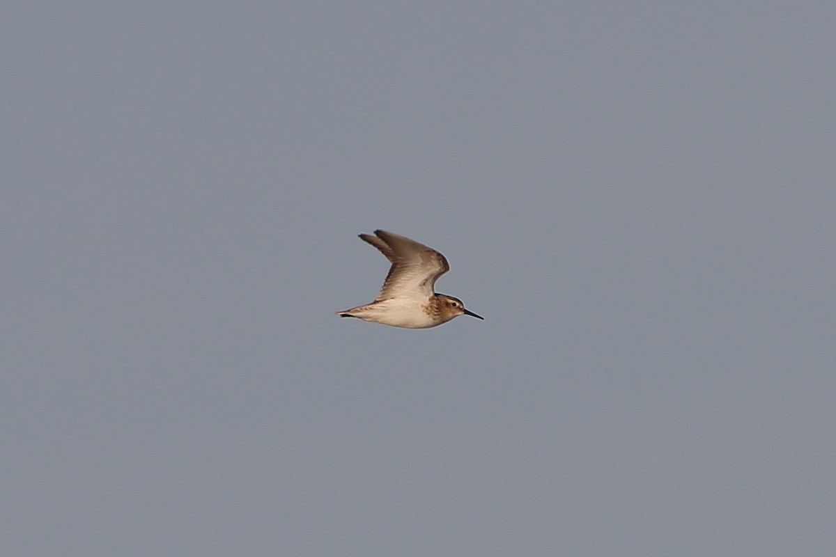 Least Sandpiper - ML643850526