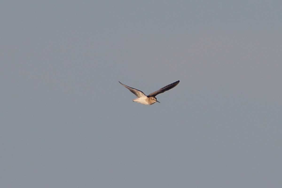 Least Sandpiper - ML643850537