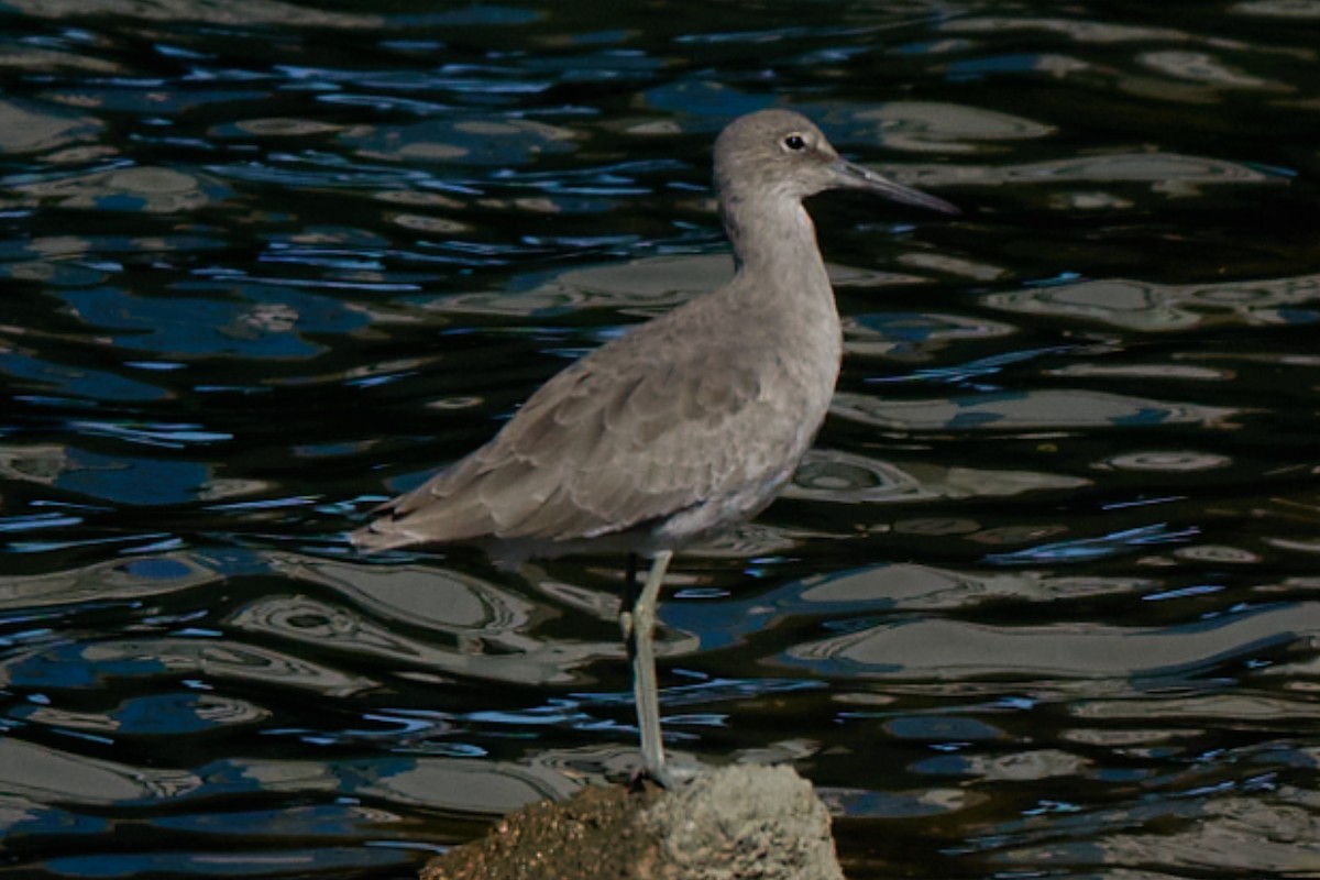 Willet - ML643850551