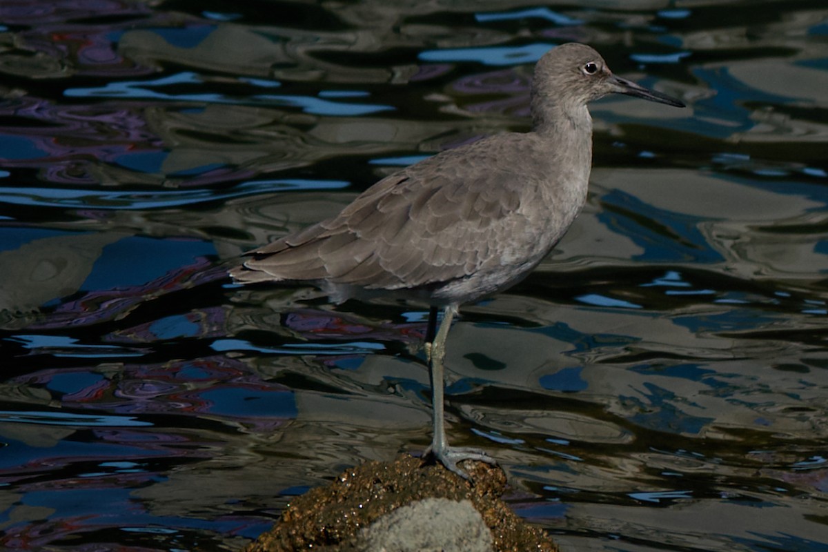 Willet - ML643850566