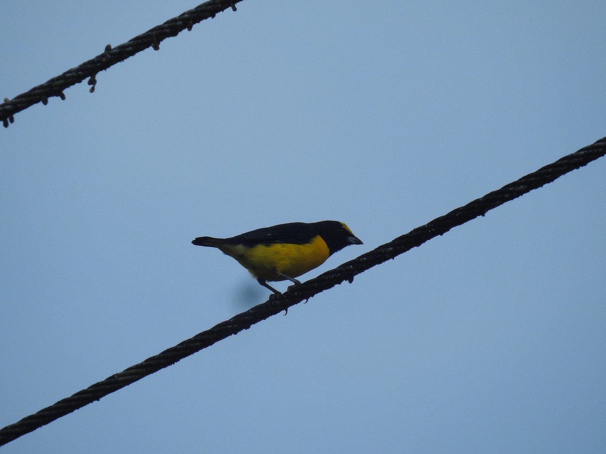Purple-throated Euphonia - ML643850583
