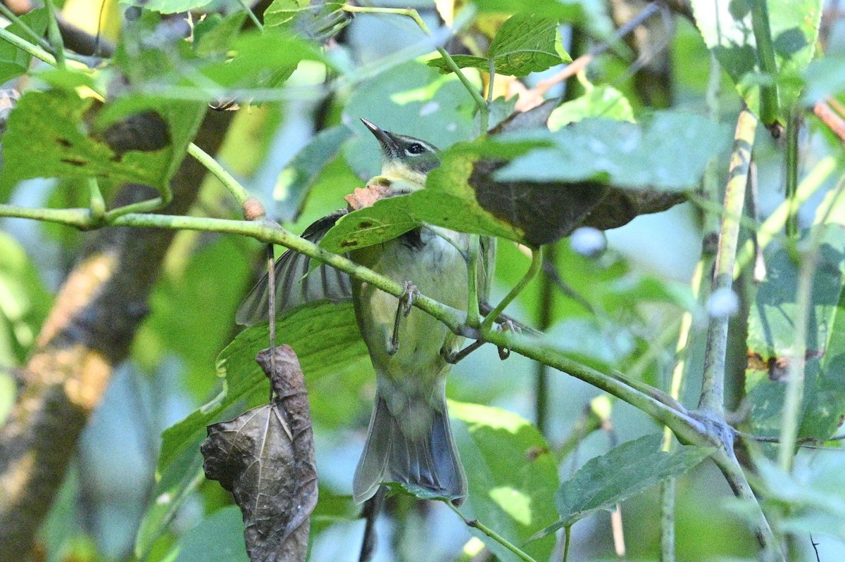 Black-throated Blue Warbler - ML643850584