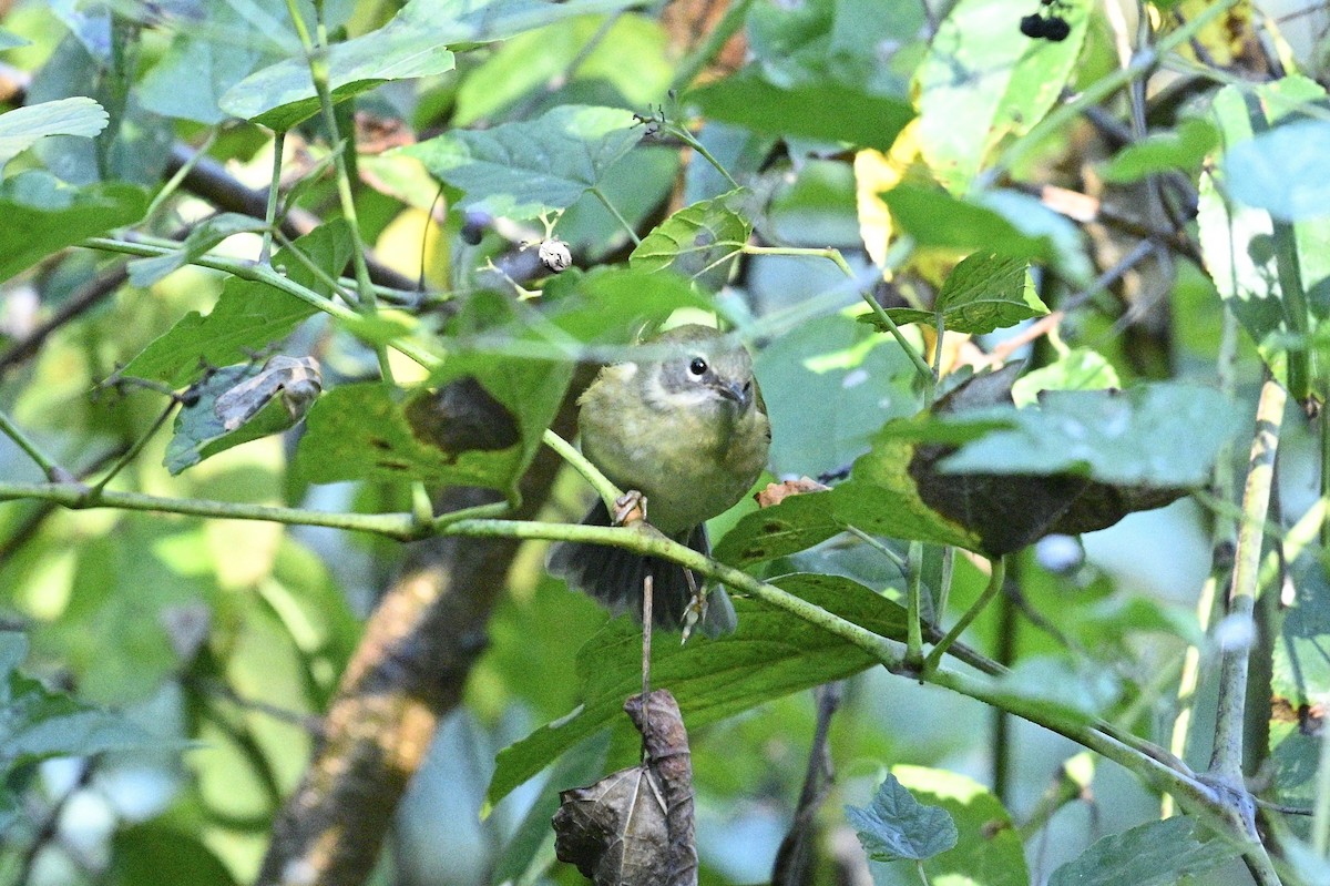 Black-throated Blue Warbler - ML643850586