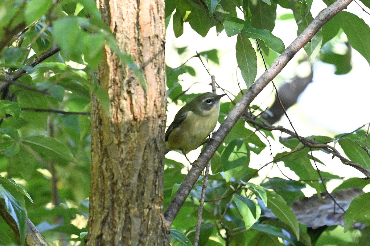 Black-throated Blue Warbler - ML643850587