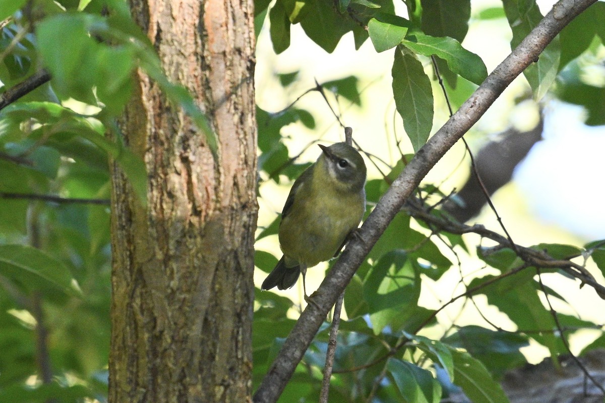 Black-throated Blue Warbler - ML643850596