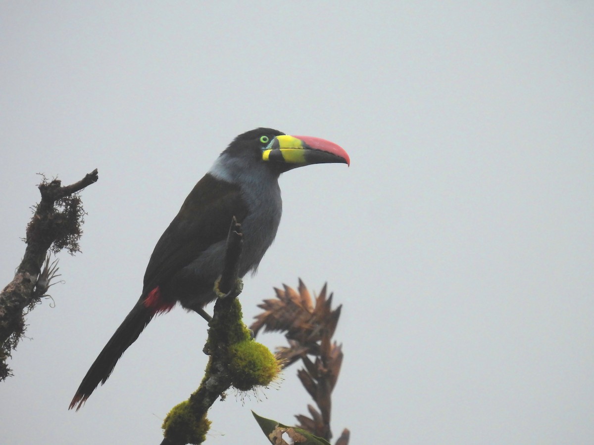 Gray-breasted Mountain-Toucan - ML643850609
