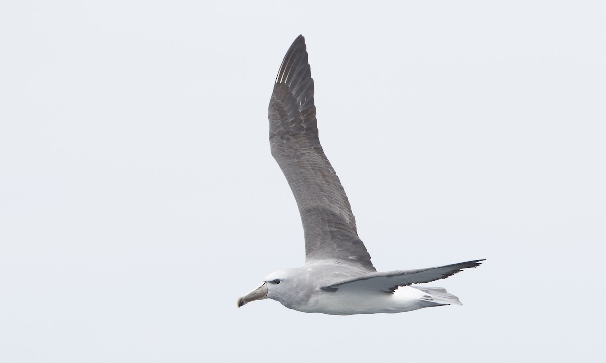 albatros snarský - ML64385061