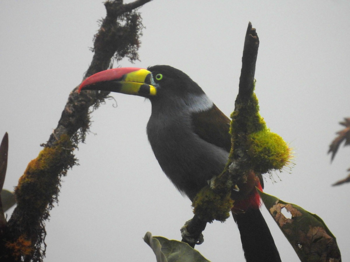 Gray-breasted Mountain-Toucan - ML643850611