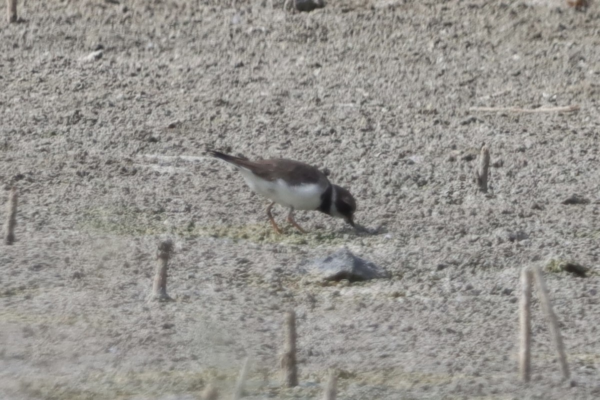 Common Ringed Plover - ML643850613