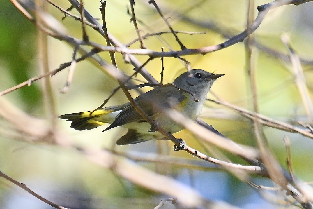 American Redstart - ML643850615