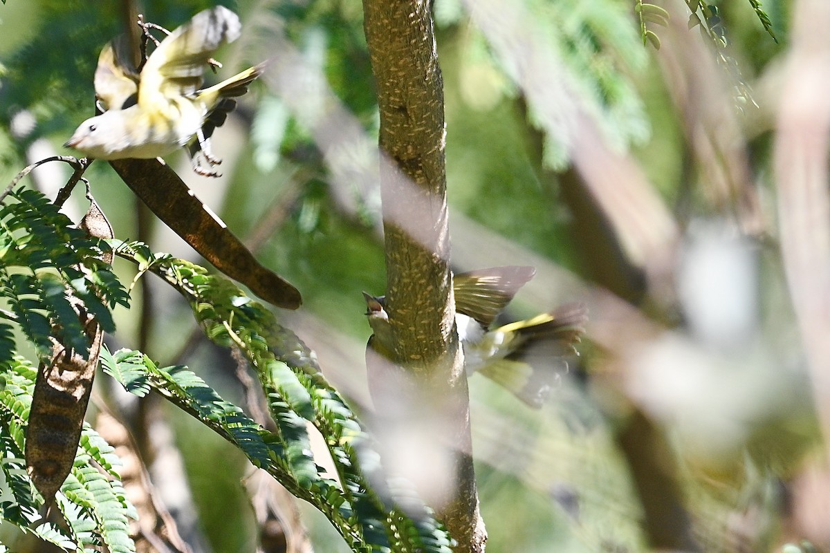 American Redstart - ML643850616