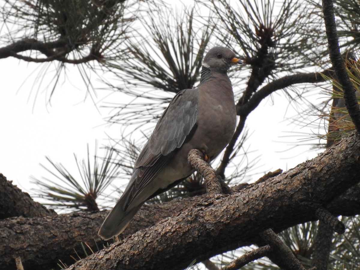 Band-tailed Pigeon - ML643850619