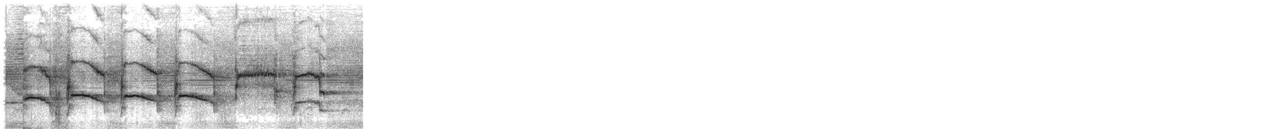 White-bellied Parrot - ML643850626