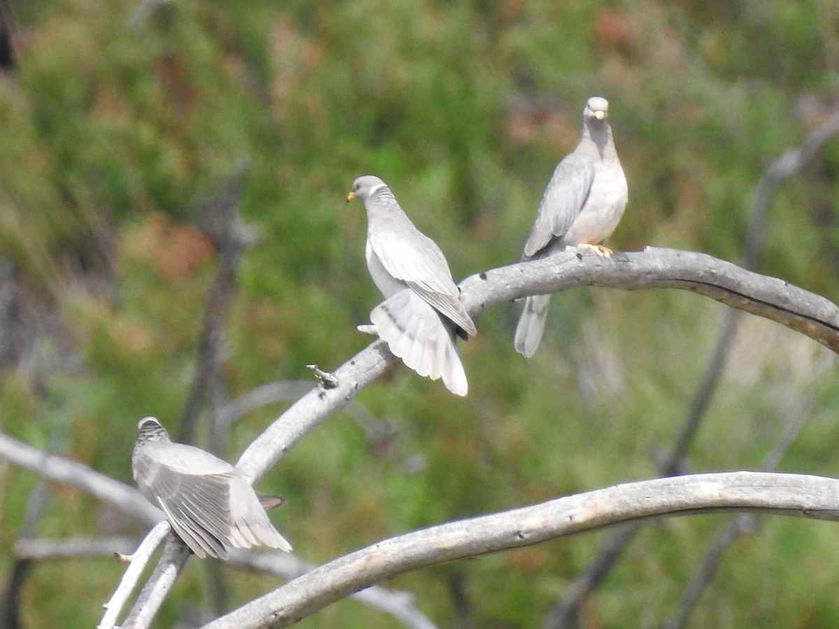 Band-tailed Pigeon - ML643850628