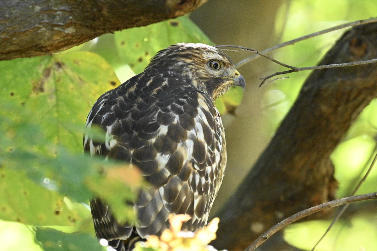 Red-shouldered Hawk - ML643850632