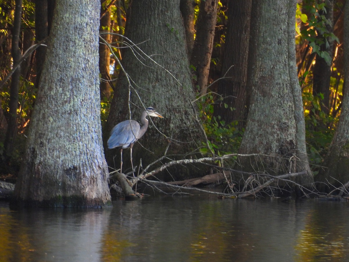 Great Blue Heron - ML643850633