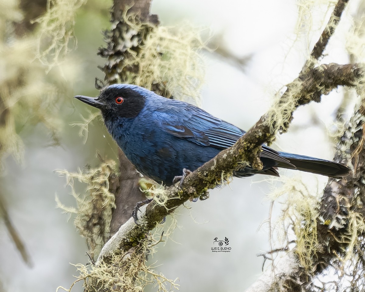 Masked Flowerpiercer - ML643850634