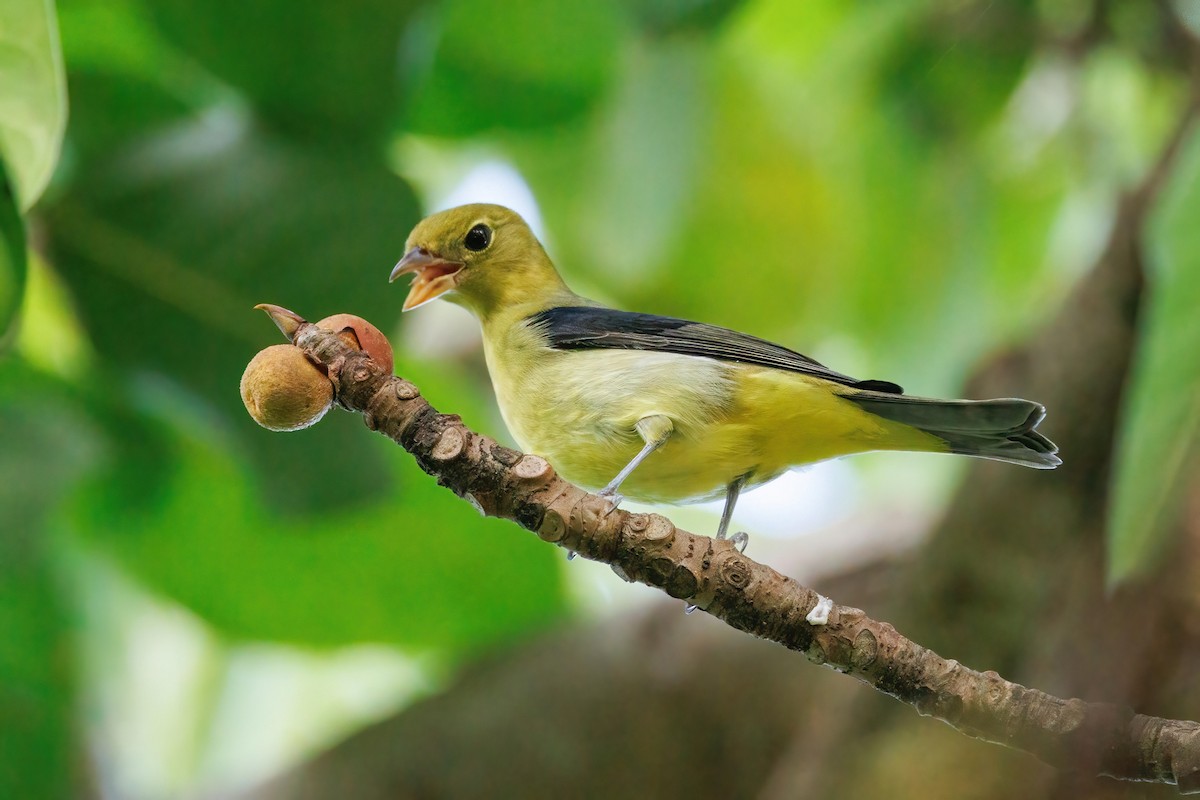 Scarlet Tanager - ML643850636