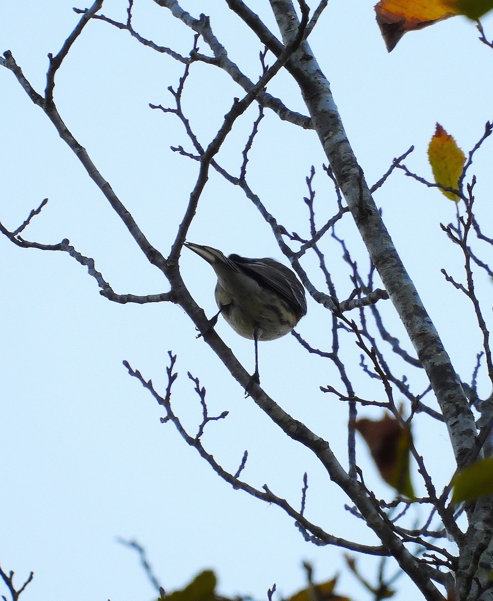 Yellow-rumped Warbler - ML643850637