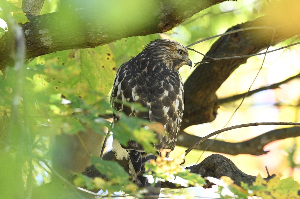 Red-shouldered Hawk - ML643850639