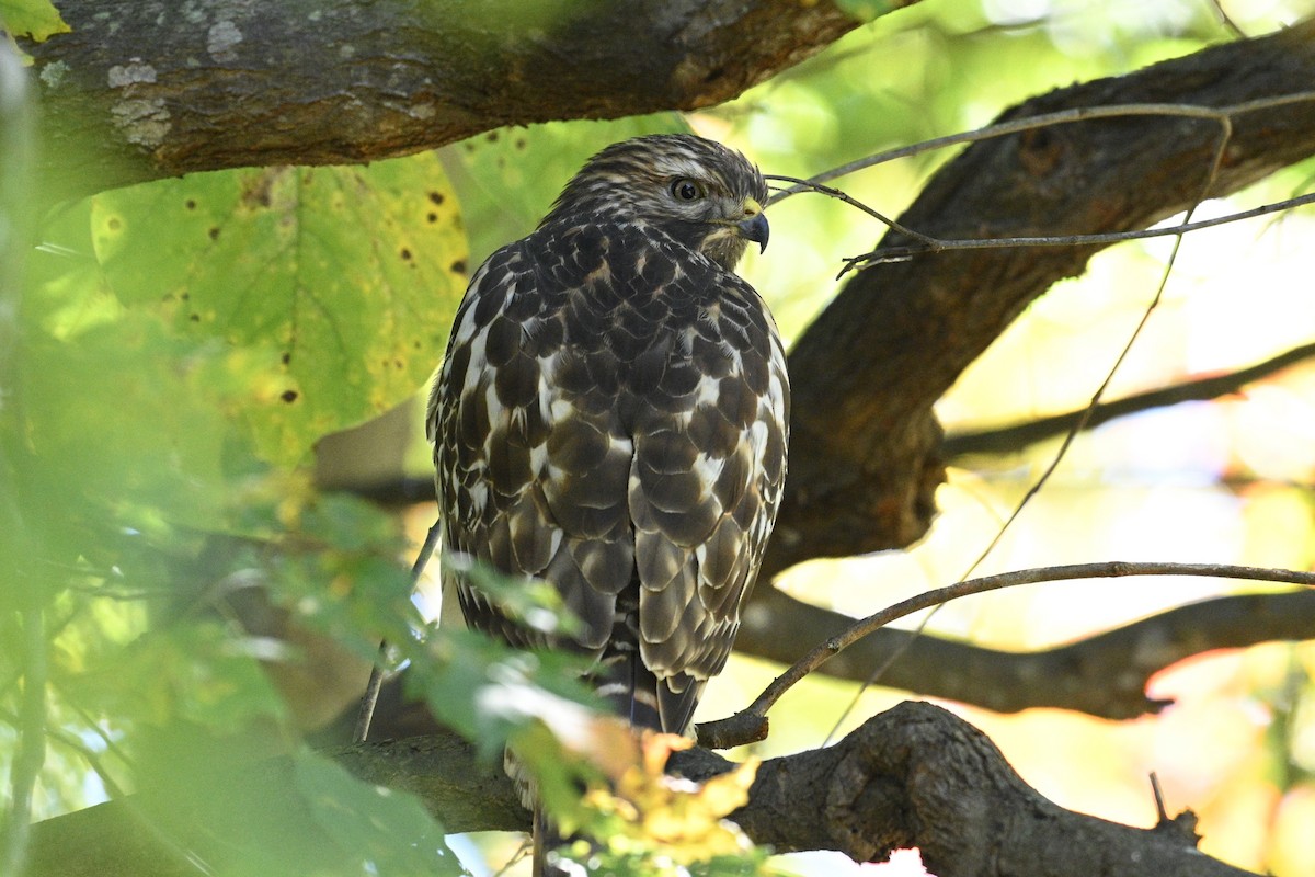 Red-shouldered Hawk - ML643850640