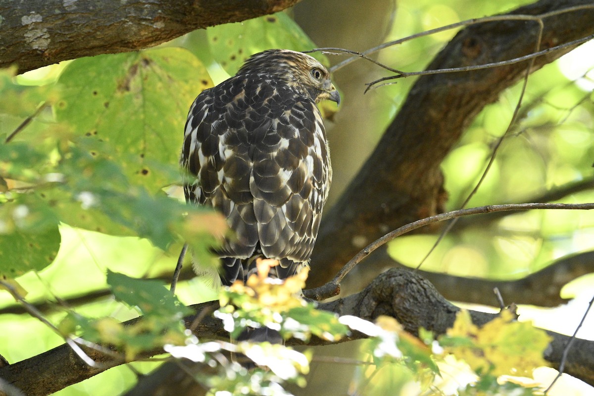 Red-shouldered Hawk - ML643850642