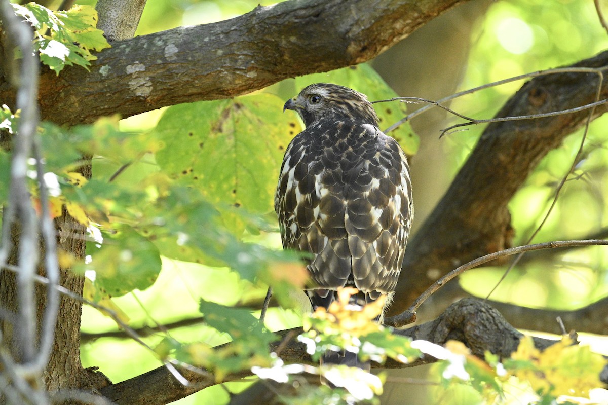 Red-shouldered Hawk - ML643850643