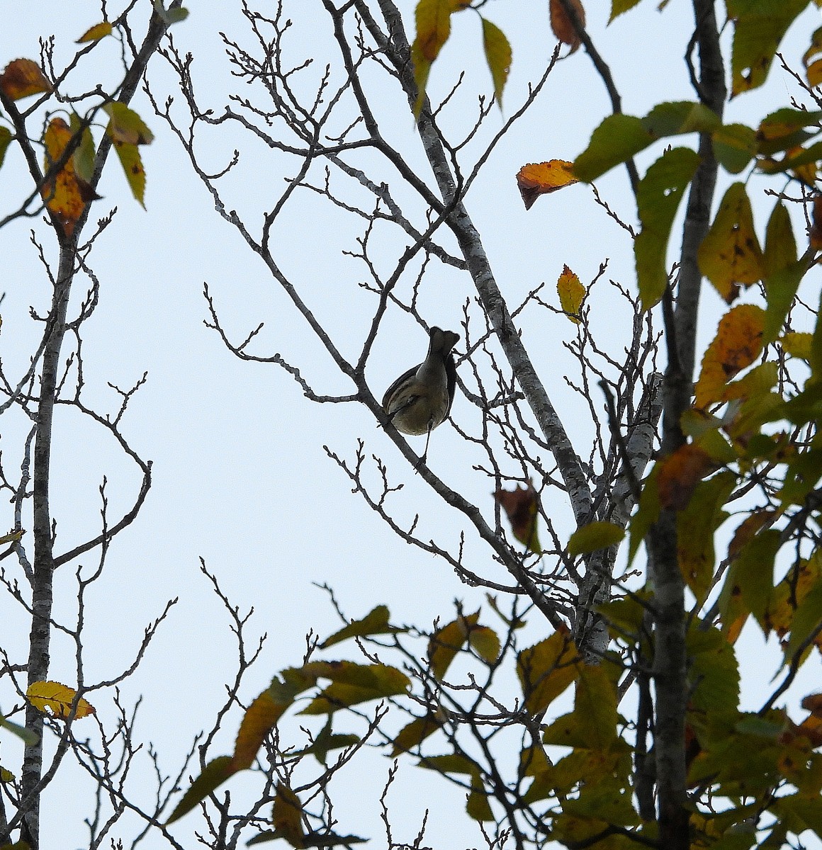 Yellow-rumped Warbler - ML643850644