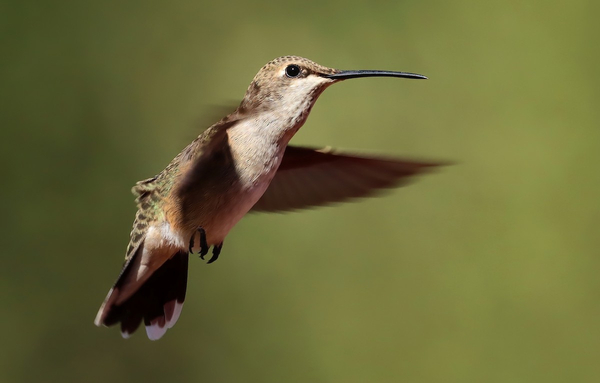 Black-chinned Hummingbird - ML643850650