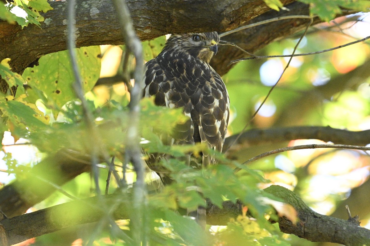 Red-shouldered Hawk - ML643850667