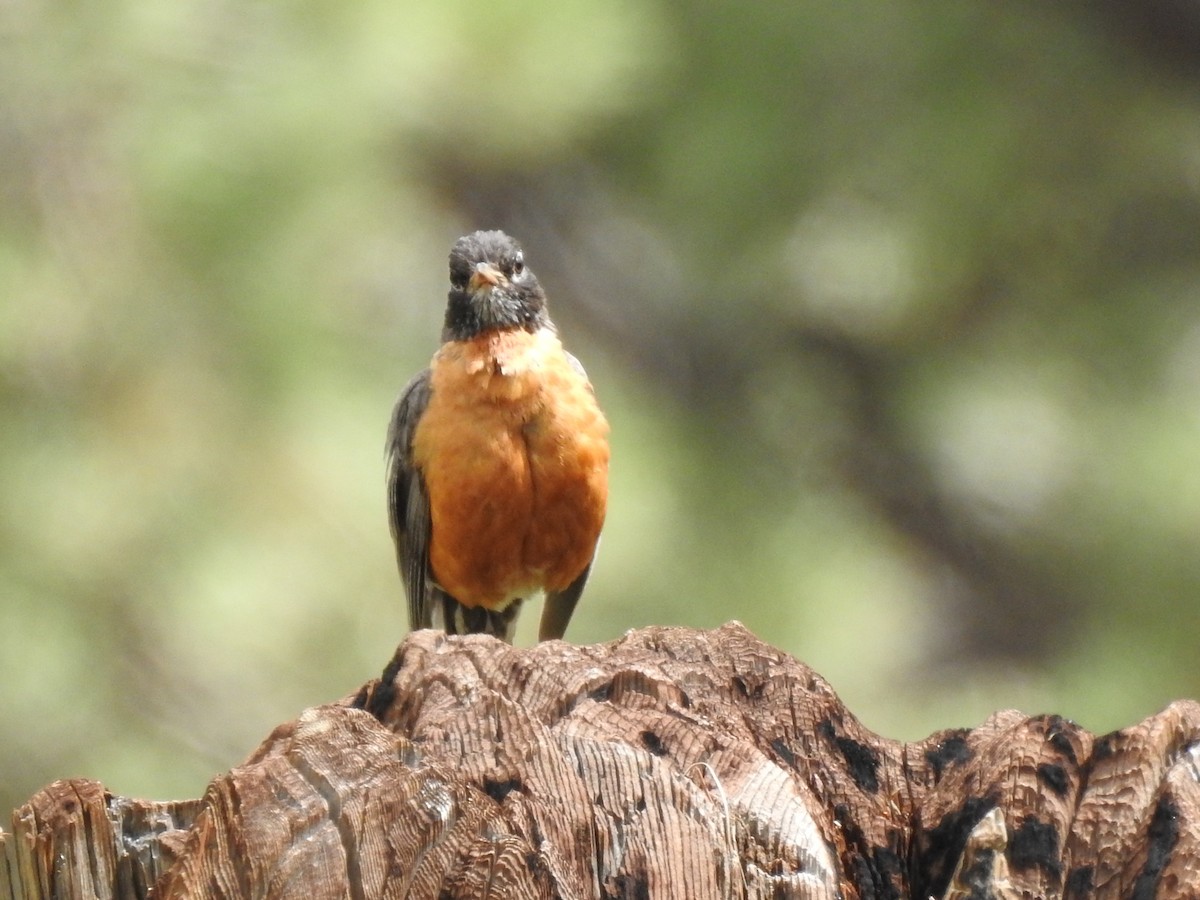 American Robin - ML643850668