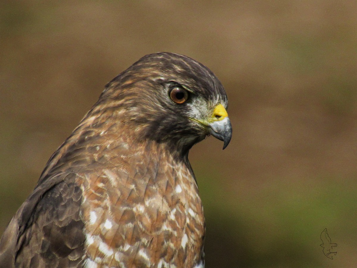 Broad-winged Hawk - ML643850690