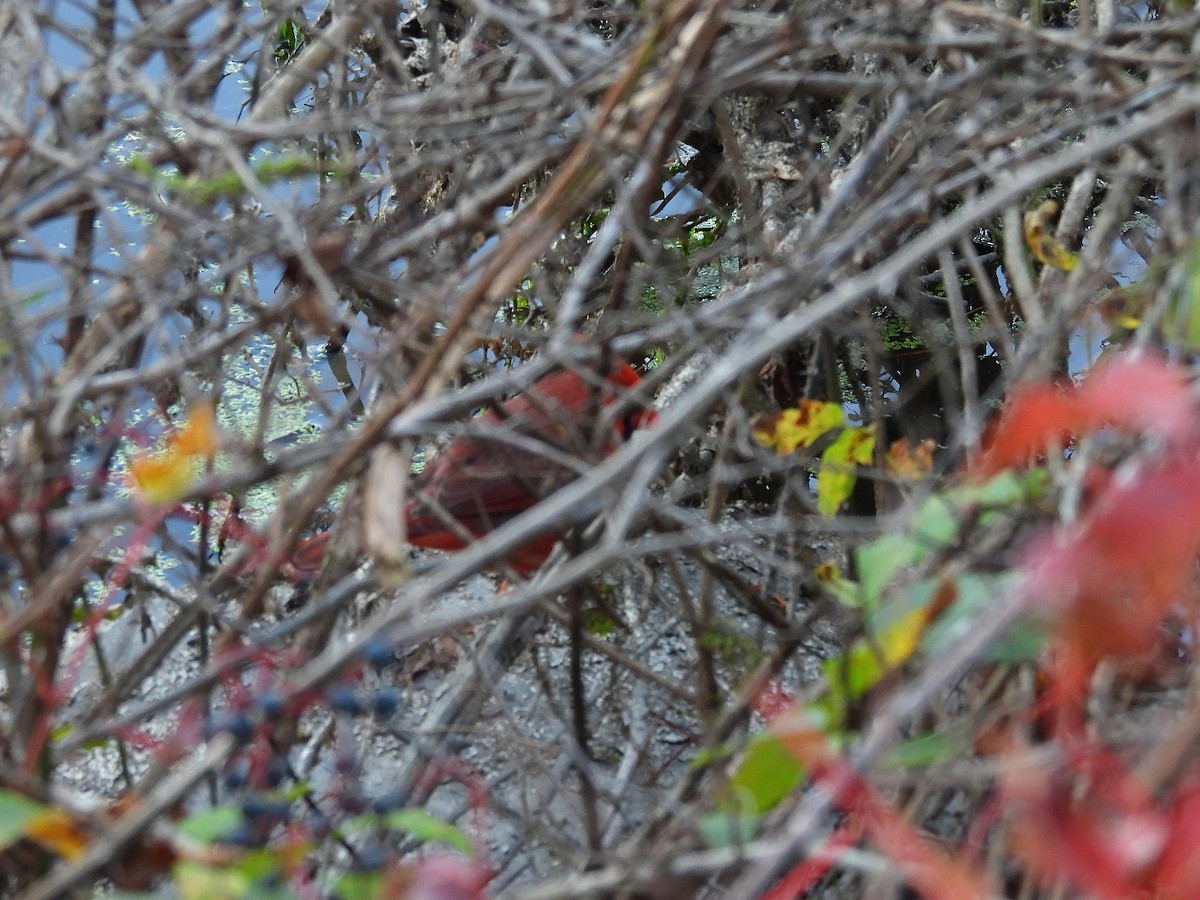 Cardinal rouge - ML643850691