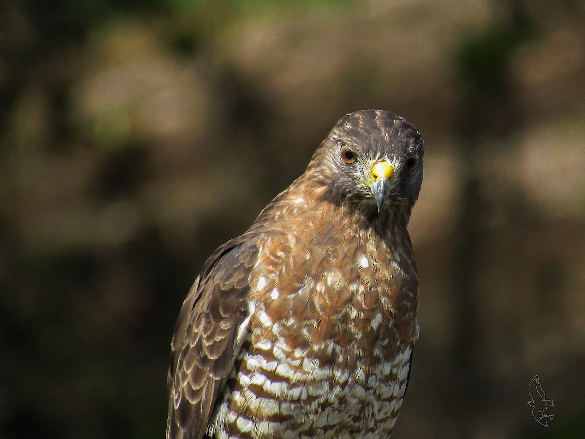 Broad-winged Hawk - ML643850693