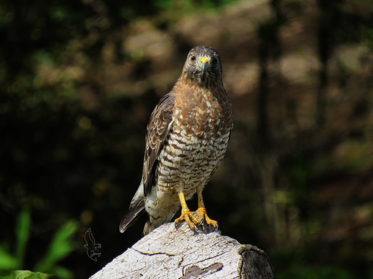 Broad-winged Hawk - ML643850696
