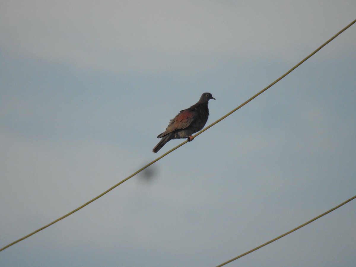 Pale-vented Pigeon - ML643850698