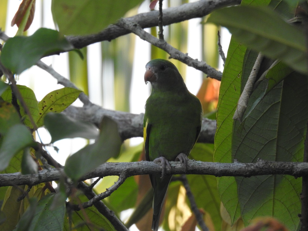 White-winged Parakeet - ML643850708