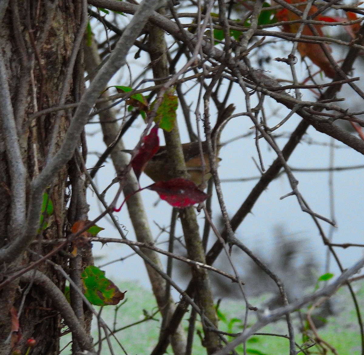 Carolina Wren - ML643850711